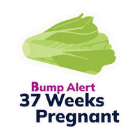 Pregnancy 37 Weeks Sticker by The Bump