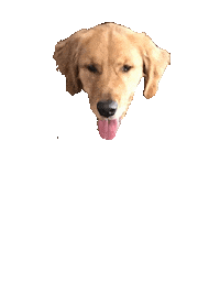 Golden Retriever Dog Sticker