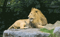 Tongue Yawn GIF by Planckendael