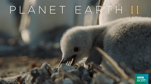 eat planet earth 2 GIF by BBC Earth