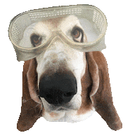 See Basset Hound Sticker