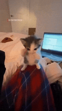 Dance Cat GIF