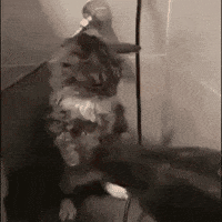 Cat Fire GIF