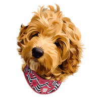 dog puppy Sticker by Izzy + Otis