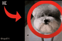 He Made A Statement GIF