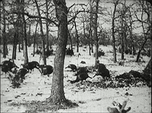Turkey Dinner Vintage GIF by US National Archives