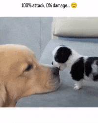 Dog Puppy GIF