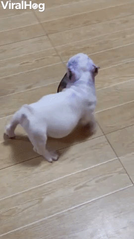  Bully Puppy Playing Keep Away With Friend 