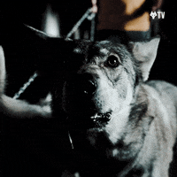 Premier League Football GIF by Wolves