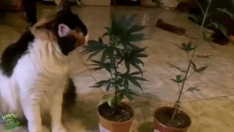 giffunme giphyupload GIF