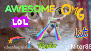 cat meme GIF