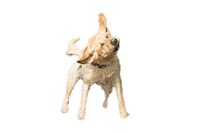 Hund Sticker by Dogs Creek Official