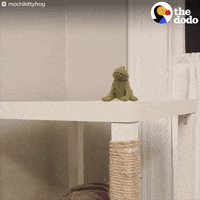 cat frog GIF by The Dodo