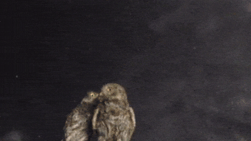 Conversacion (2016)