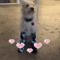 dog socks GIF by GIPHY CAM