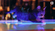 Lil Bub Disco GIF by Internet Cat Video Festival