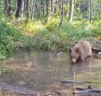 Bear Cub Found Playing in Pond 