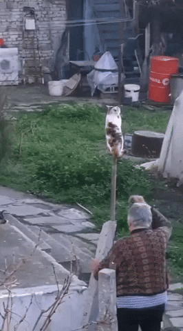 cuteanimalland giphyupload GIF