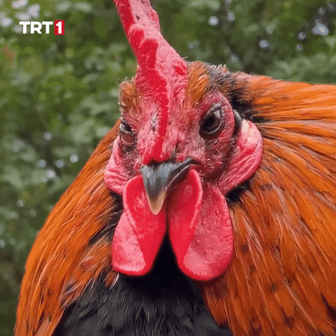 Good Night Ok GIF by TRT