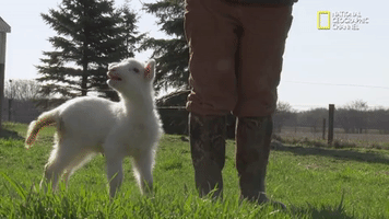 the incredible dr pol GIF by Nat Geo Wild 