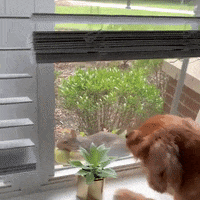 Dog Puppy GIF by Boomer The Perfect Mutt