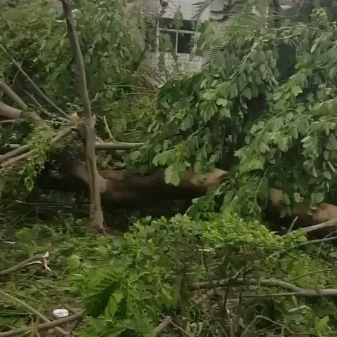 Super Typhoon Meranti Uproots Trees in China's Xiamen