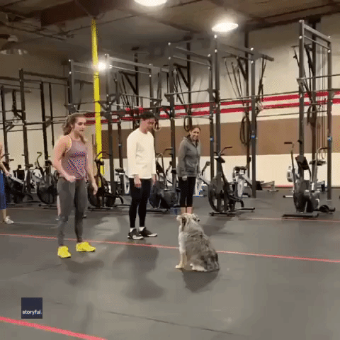 Know Your Roll - Dog Joins Owner During Gym Class in San Jose
