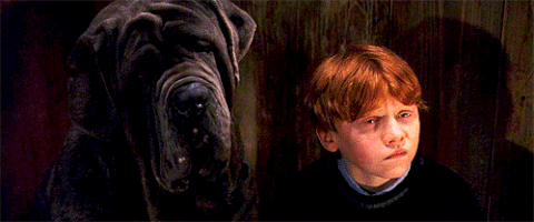hagrid GIF