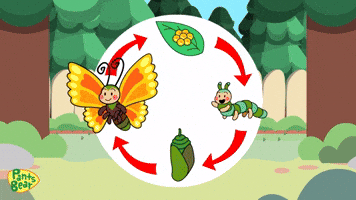 Life Cycle of a Butterfly | Science for Kids | Educational Video | #PantsBear