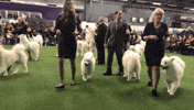 dog show dogs GIF by Westminster Kennel Club