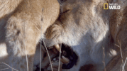 african cats big cat week GIF by Nat Geo Wild 