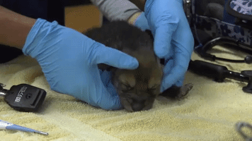 Wolf Pups Born at Chicago Zoo to be Cross-Fostered in New Mexico