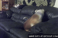 dog GIF