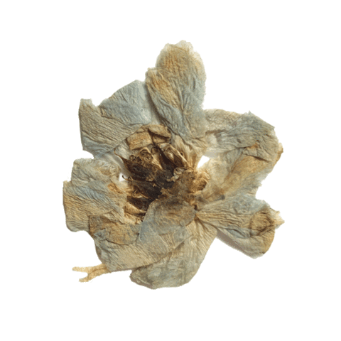 Osn Dried Flowers Sticker by Our Second Nature