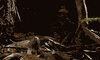 time form GIF