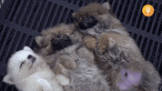 Hanging Out Waking Up GIF by CuriosityStream