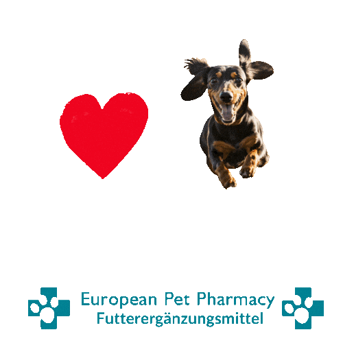 Dachshund Dac Sticker by Europeanpetpharmacy