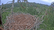 birds GIF by Digg