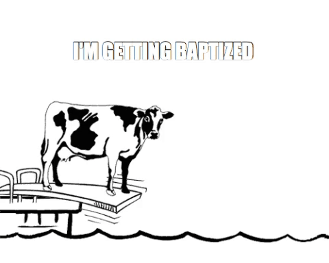 cow baptism GIF by City Life Church