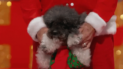 americas got talent holiday spectacular paws GIF by America's Got Talent