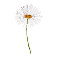 ovunquebycaro flower flowers pretty flores Sticker