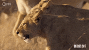 Walk Together Season 2 GIF by PBS
