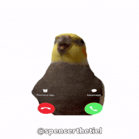 Instagram Bird GIF