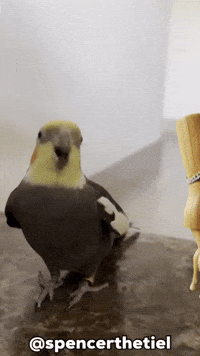 Instagram Bird GIF
