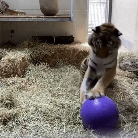Rescued Tiger Can Finally Show Playful Side at Cal