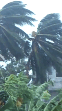 Cyclone's Strong Winds Sway Trees on India's Eastern Seaboard