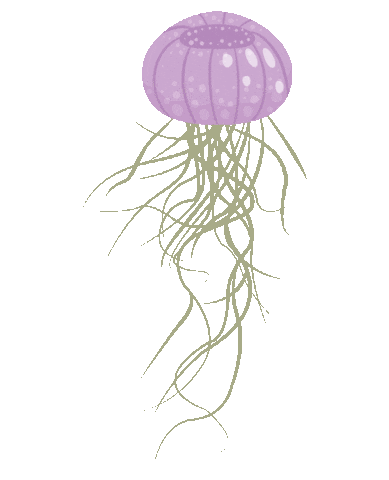 airplantshop giphyupload airplant tillandsia airplants Sticker