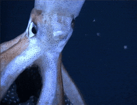 Squid Bebby Squids GIF by Digg