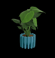 MuyBonito plants plantas monstera bonito GIF