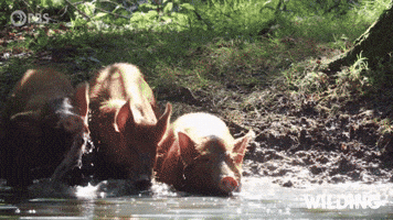Water Shake It Off GIF by PBS